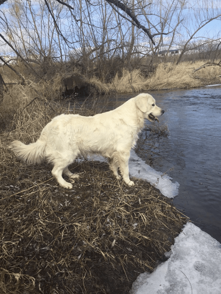 Golden Retriever on the side of a lake