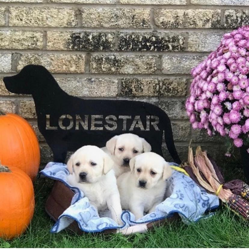 lonestar GoDaddy picture update