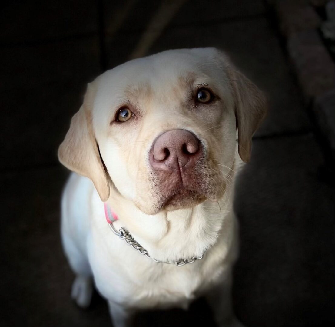 Daisy
